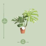 Monstera Thai Constellation - Ø15cm - ↕75cm - Imagen 2