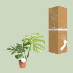 Monstera Thai Constellation - Ø15cm - ↕75cm - Imagen 3