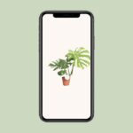 Monstera Thai Constellation - Ø15cm - ↕75cm - Imagen 4