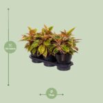 Aglaonema Fantasía Salmón - Ø19cm - ↕40cm - Imagen 2