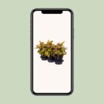 Aglaonema Fantasía Salmón - Ø19cm - ↕40cm - Imagen 4