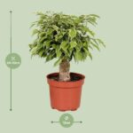 Ficus Benjamina Kinky - Ø12cm - ↕28cm - Imagen 2