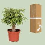 Ficus Benjamina Kinky - Ø12cm - ↕28cm - Imagen 3