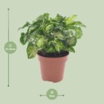 Syngonium Pixie - Ø12cm - ↕20cm - Imagen 2