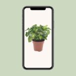 Syngonium Pixie - Ø12cm - ↕20cm - Imagen 4