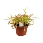Drosera Capensis - Ø12cm - ↕17cm