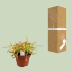 Drosera Capensis - Ø12cm - ↕17cm - Imagen 3