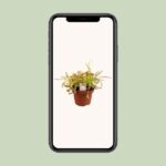 Drosera Capensis - Ø12cm - ↕17cm - Imagen 4