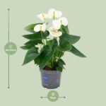 Anthurium White - Ø12cm - ↕43cm - Imagen 2