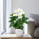 Anthurium White - Ø12cm - ↕43cm - Imagen 5