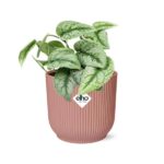 Scindapsus Pictus ‘Trebie’ en ELHO Vibes Fold 14cm rosa - Imagen 2