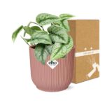Scindapsus Pictus ‘Trebie’ en ELHO Vibes Fold 14cm rosa - Imagen 5