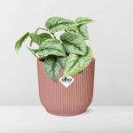 Scindapsus Pictus ‘Trebie’ en ELHO Vibes Fold 14cm rosa - Imagen 6