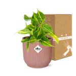 Philodendron Scandens ‘Brasil’ en ELHO Vibes Fold 14cm rosa - Imagen 5