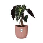 Alocasia ‘Polly’ en ELHO Vibes Fold 14cm rosa - Imagen 2