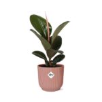 Ficus Elastica ‘Robusta’ en ELHO Vibes Fold 14cm rosa - Imagen 2