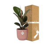 Ficus Elastica ‘Robusta’ en ELHO Vibes Fold 14cm rosa - Imagen 4