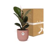 Ficus Elastica ‘Robusta’ en ELHO Vibes Fold 14cm rosa - Imagen 5