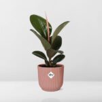Ficus Elastica ‘Robusta’ en ELHO Vibes Fold 14cm rosa - Imagen 6