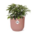 Ficus Benjamina Kinky en ELHO Vibes Fold 14cm rosa - Imagen 2