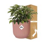 Ficus Benjamina Kinky en ELHO Vibes Fold 14cm rosa - Imagen 4