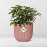 Ficus Benjamina Kinky en ELHO Vibes Fold 14cm rosa - Imagen 6