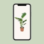 Strelitzia Nicolai - Ø17cm - ↕60cm - Imagen 4