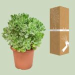 Crassula Arborescens Undulatifolia - Ø23cm - ↕35cm - Imagen 3