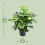 Philodendron Xanadu - Ø21cm - ↕80cm - Imagen 2