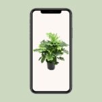 Philodendron Xanadu - Ø21cm - ↕80cm - Imagen 4