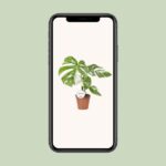 Monstera Deliciosa Variegata - Ø15cm - ↕45cm - Imagen 4