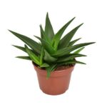 Haworthia Pentagona West Jogoo - Ø15cm - ↕20cm