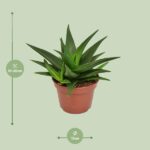 Haworthia Pentagona West Jogoo - Ø15cm - ↕20cm - Imagen 2