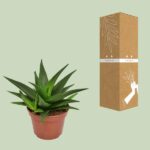 Haworthia Pentagona West Jogoo - Ø15cm - ↕20cm - Imagen 3