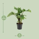 Alocasia Low Rider - Ø17cm - ↕50cm - Imagen 2
