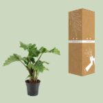 Alocasia Low Rider - Ø17cm - ↕50cm - Imagen 3