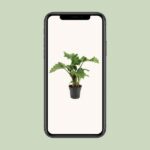 Alocasia Low Rider - Ø17cm - ↕50cm - Imagen 4