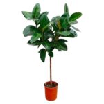 Ficus Elastica Robusta en tronco - 130 cm - ø24