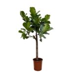 Ficus Lyrata árbol - 160 cm - ø30 - Imagen 2