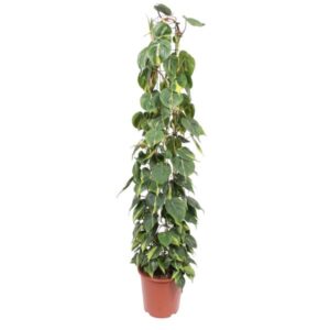 Philodendron Scandens Brasil enrejado - 160 cm - ø27