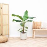 Planta de plátano (Musa) - 150 cm - ø30 - Imagen 2