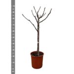 Ficus Carica en tronco - 100 cm - ø20 - Imagen 2