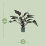 Philodendron Red Beauty - Ø27cm - ↕60cm - Imagen 2
