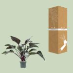 Philodendron Red Beauty - Ø27cm - ↕60cm - Imagen 3