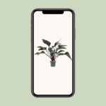 Philodendron Red Beauty - Ø27cm - ↕60cm - Imagen 4