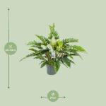 Philodendron Rambo - Ø27cm - ↕65cm - Imagen 2