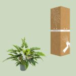 Philodendron Rambo - Ø27cm - ↕65cm - Imagen 3