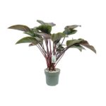 Philodendron Red Beauty - Ø30cm - ↕110cm