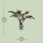Philodendron Red Beauty - Ø30cm - ↕110cm - Imagen 2