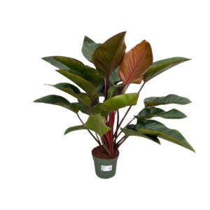 Philodendron Red Beauty - Ø27cm - ↕100cm